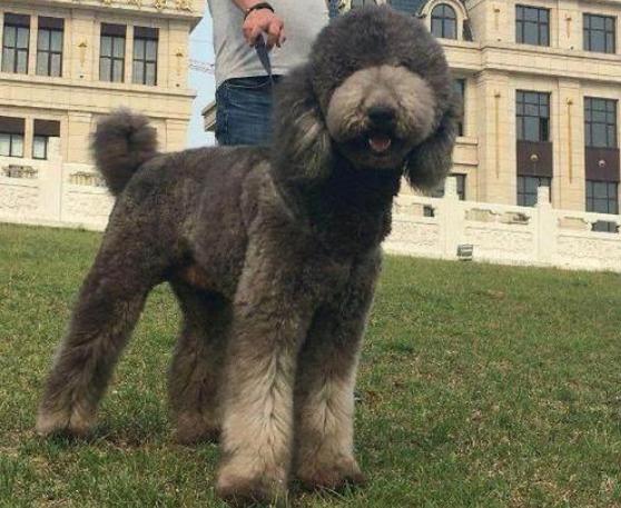 贵宾犬碰到巨型贵宾犬,为什么有巨型贵宾犬