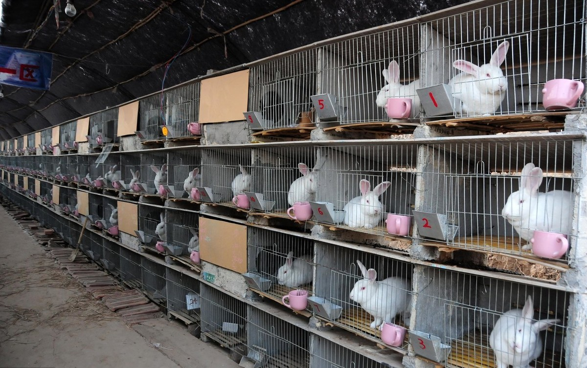 关于养兔兔的技术,养兔技术与经济效益