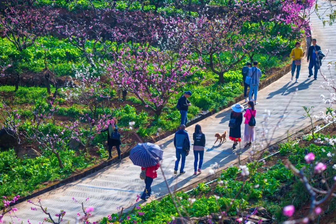 足不出户欣赏美丽的云南风景,攀枝花3月赏花景点