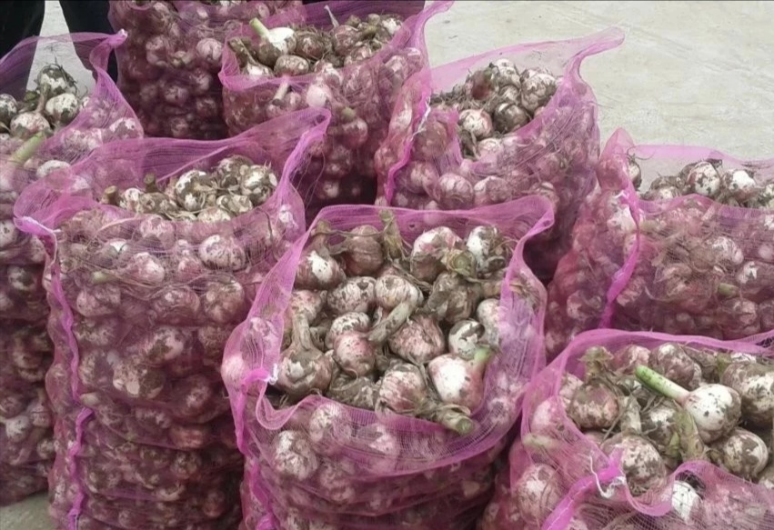 2020蒜苔行情预计大蒜多少钱一斤,2023年大蒜价格最新行情走势