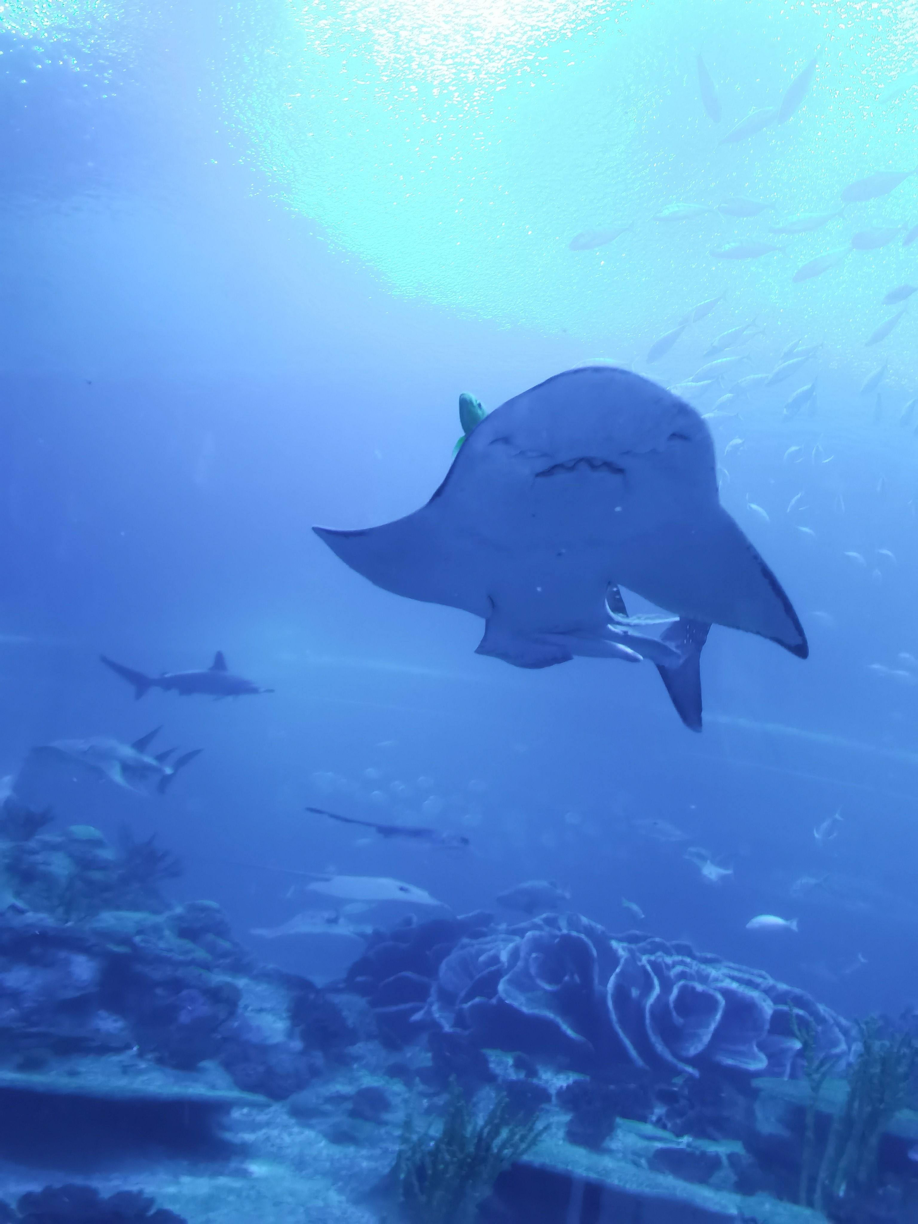 珠海长隆海洋王国回本攻略,珠海长隆海洋王国一天能玩转吗