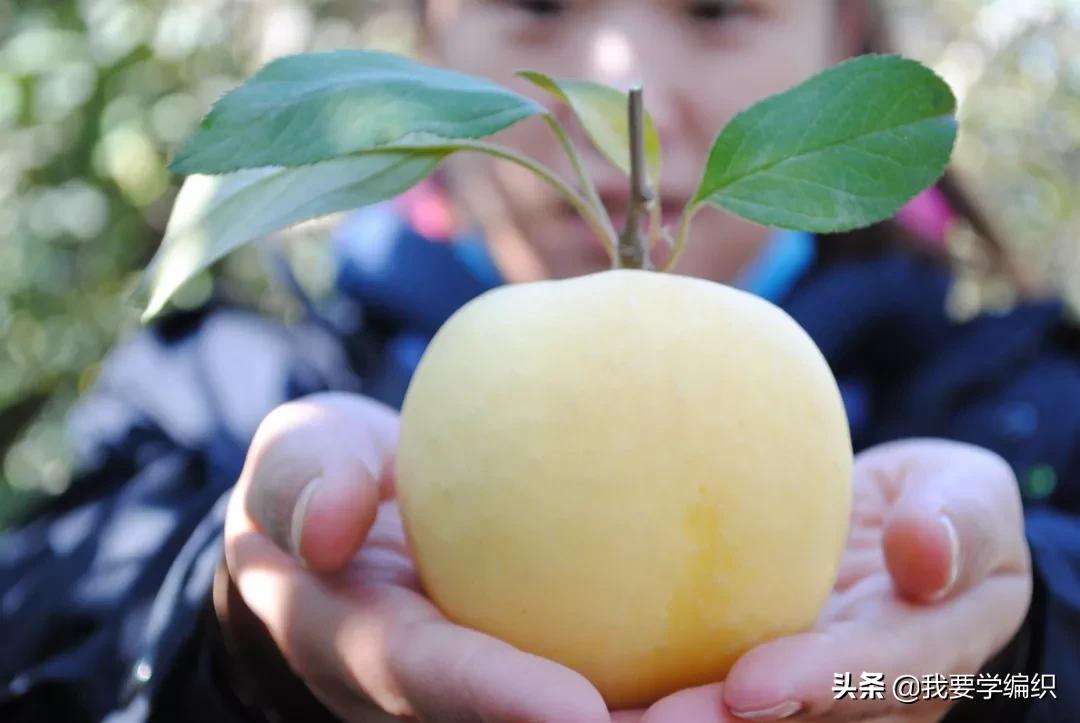 日本天价水果上热搜，苹果100元一个！中国老农却种出奶油富士