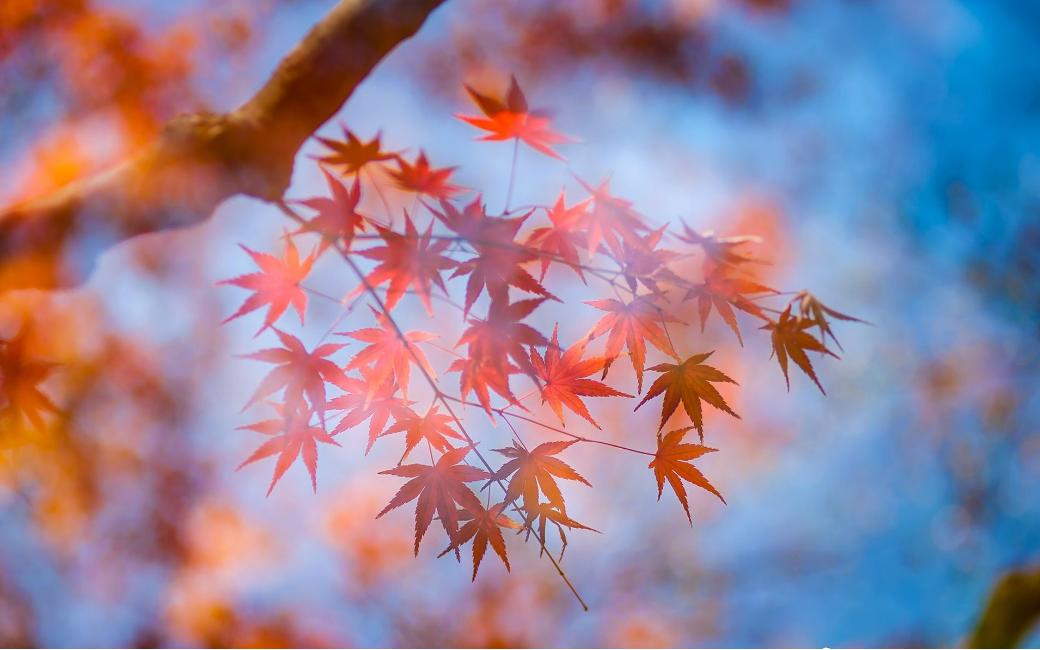 诗词吟诵《秋日》,秋日相思的古诗词