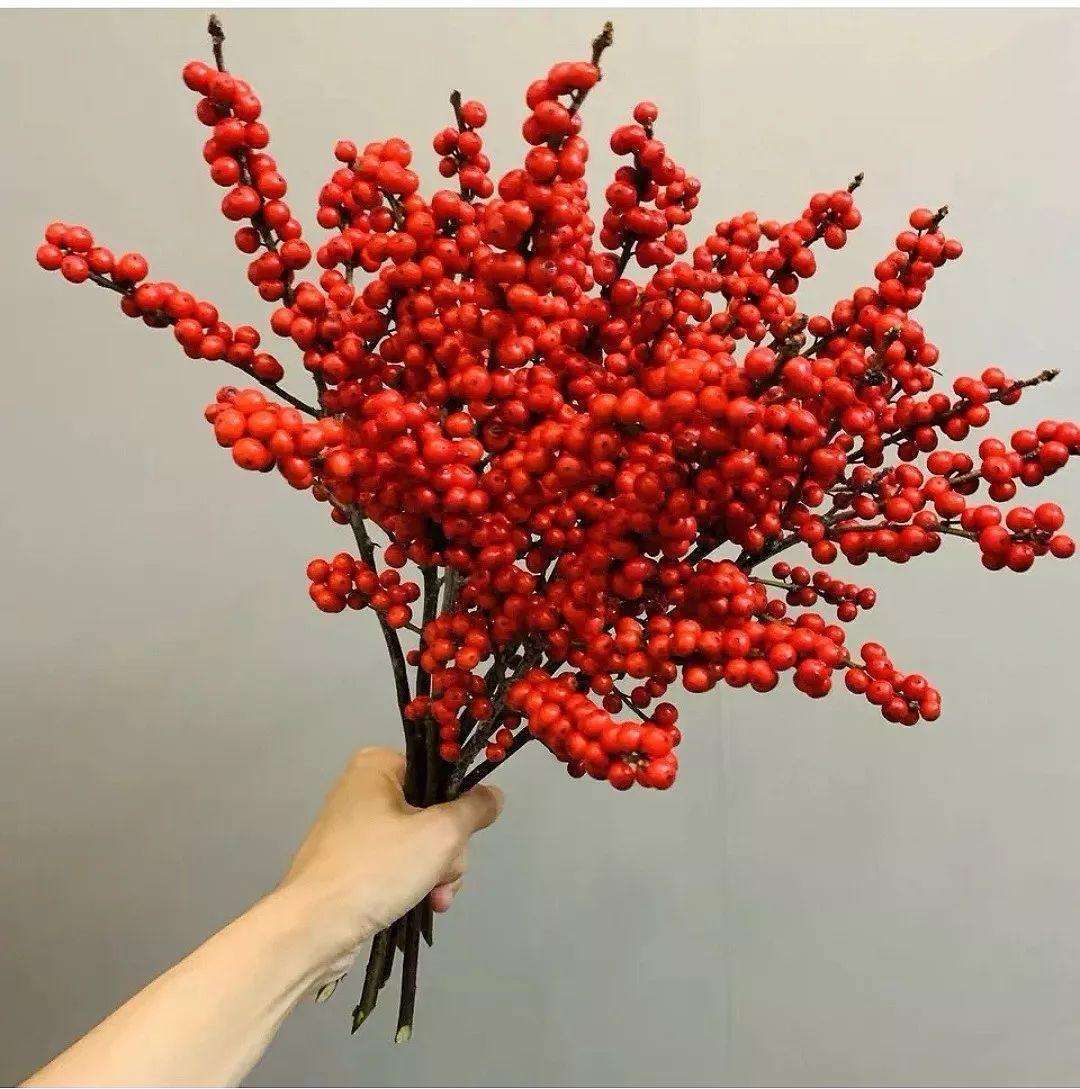 北美冬青的养护方法,北美冬青春天不发芽怎么办