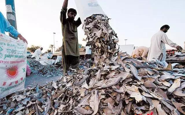 什么情况?“迪拜土豪”新宠来自水城,1000吨!够吗?