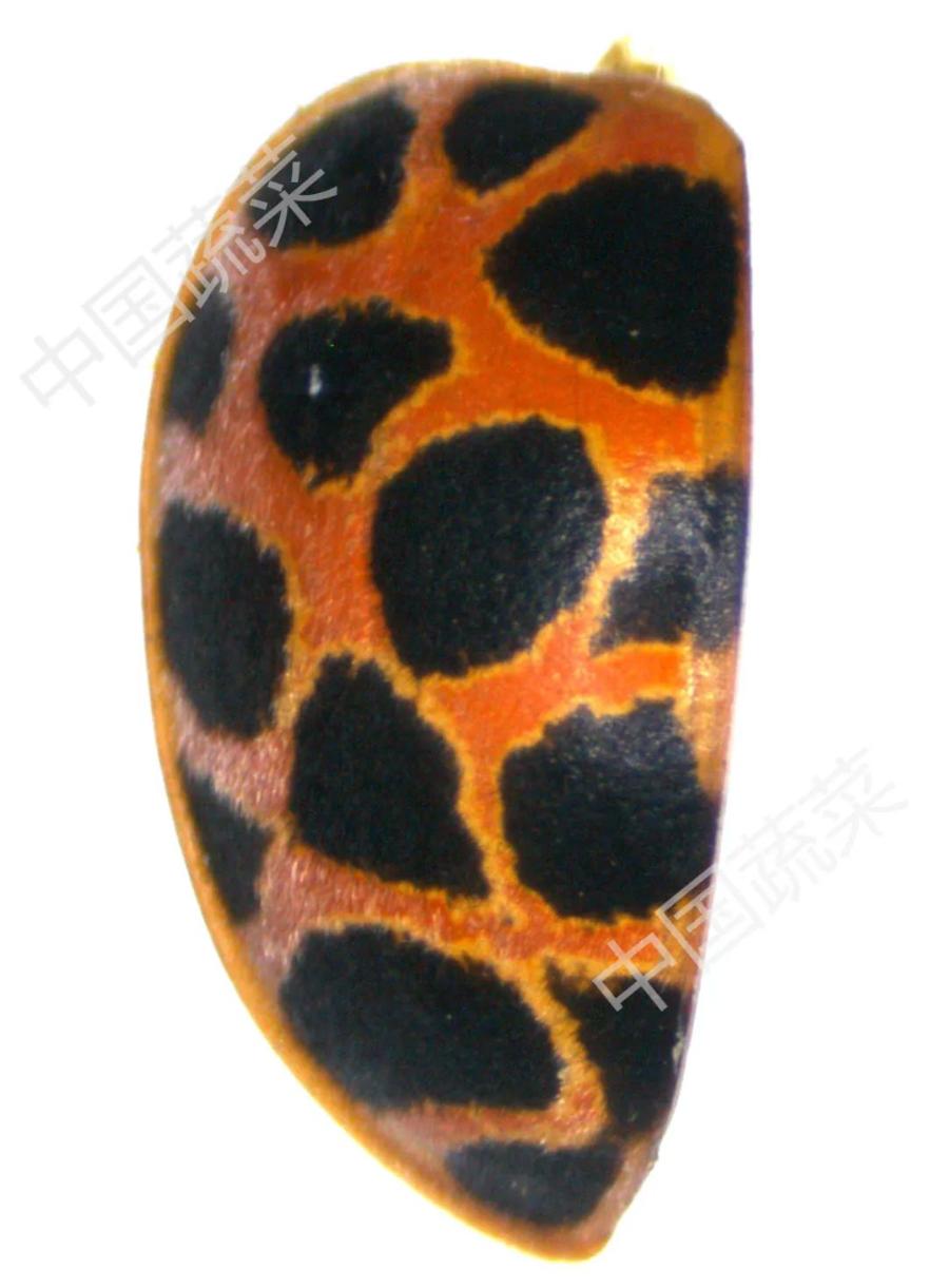 马铃薯瓢虫特点,马铃薯瓢虫吃土豆吗