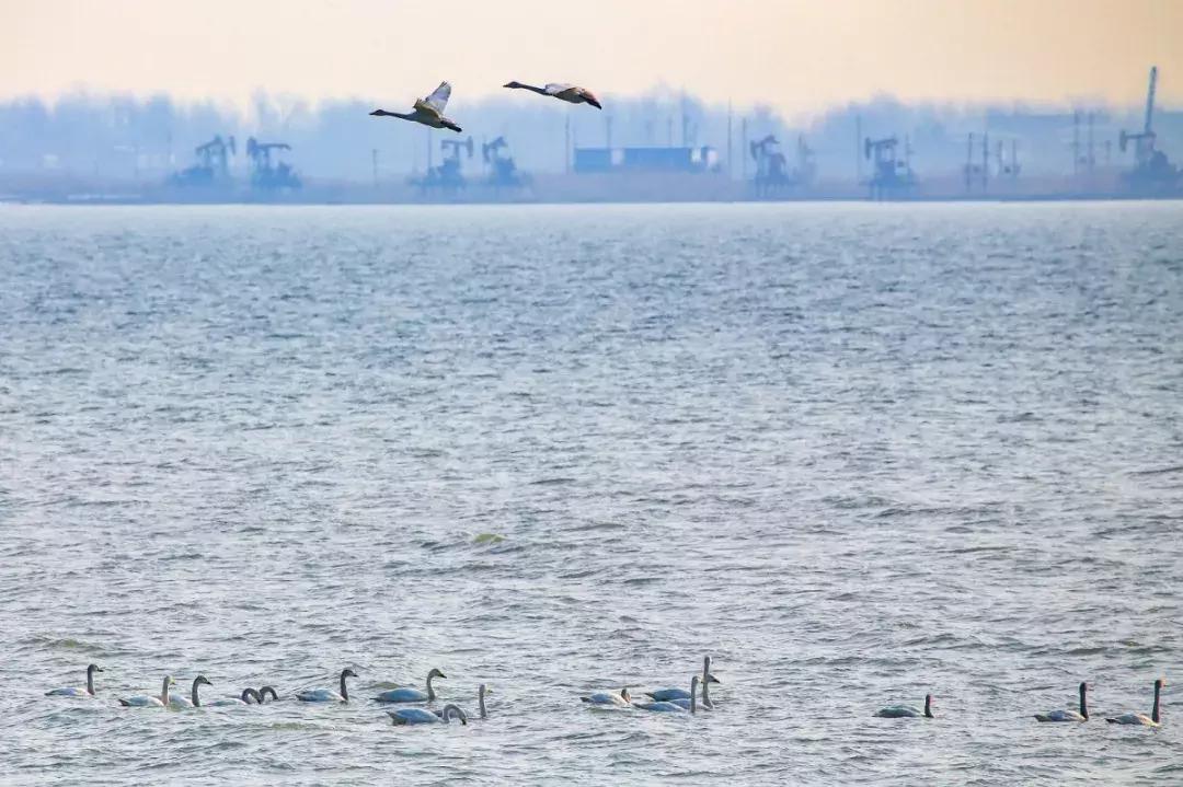 淮安生态环境保护摄影比赛,摄影大师在淮安