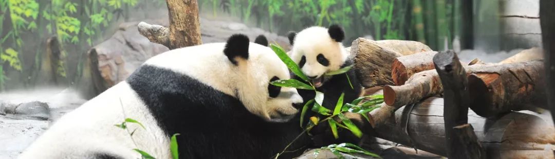 广州长隆熊猫酒店2天1夜亲子游,广州长隆双乐园4晚游