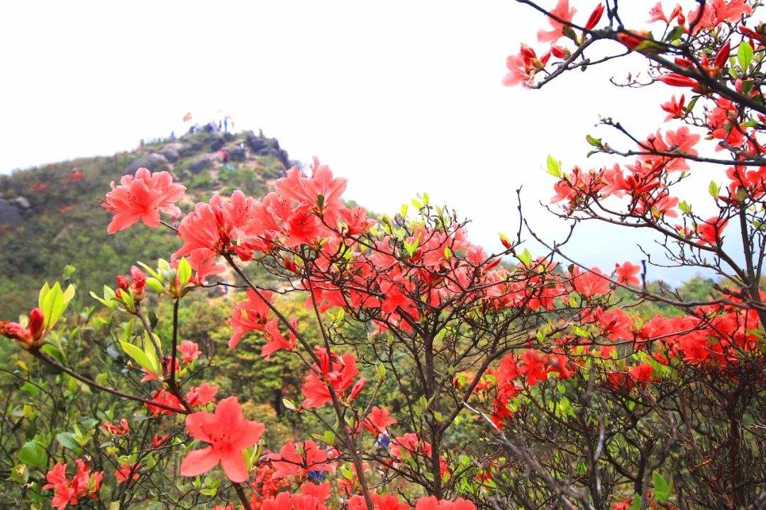云浮_4月19日天露山的临死体验与明年一定再来