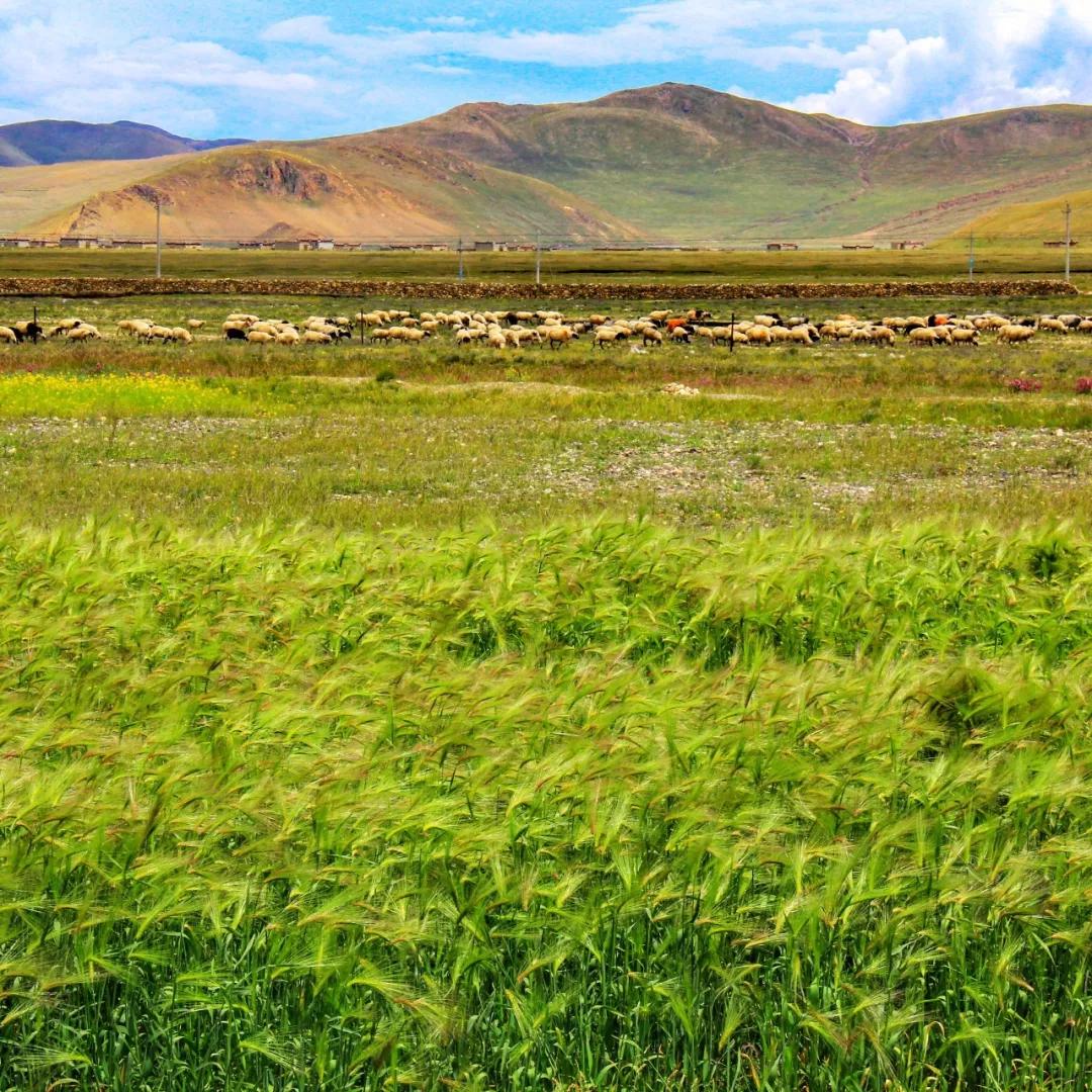 南北相济，中国580多个“菜篮子”是如何炼成的？