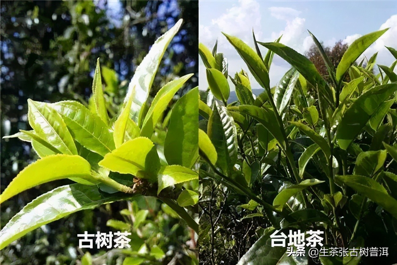普洱茶知识大全音频,普洱茶基础知识普洱茶分类