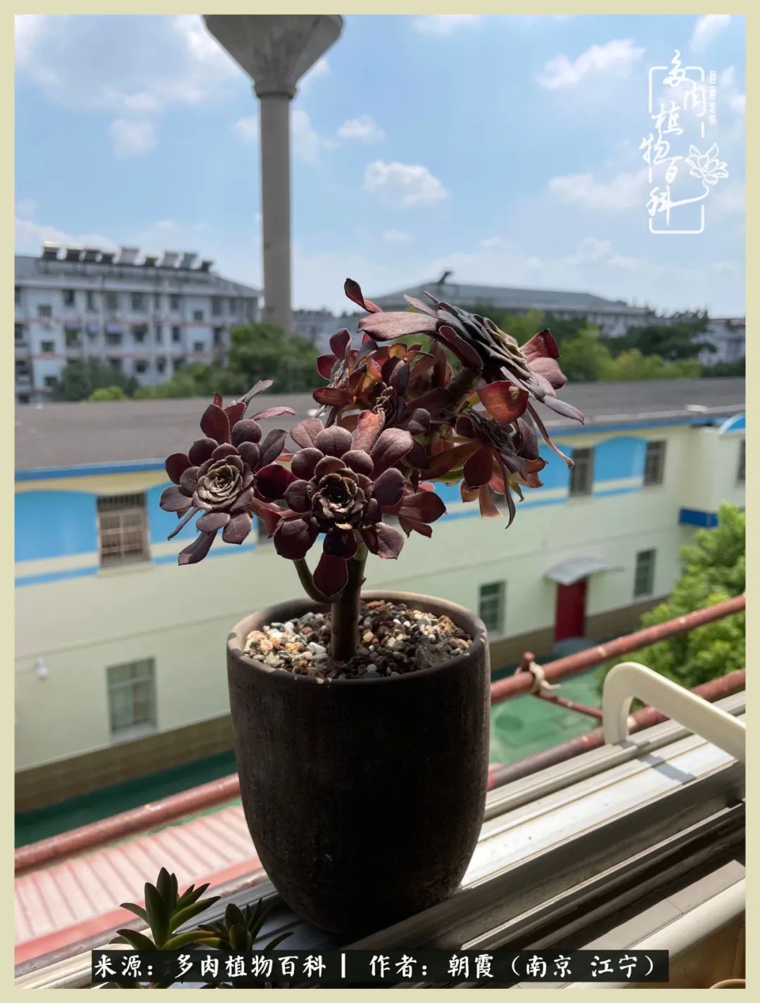 多肉最美的飘枝品种,多肉最美老桩