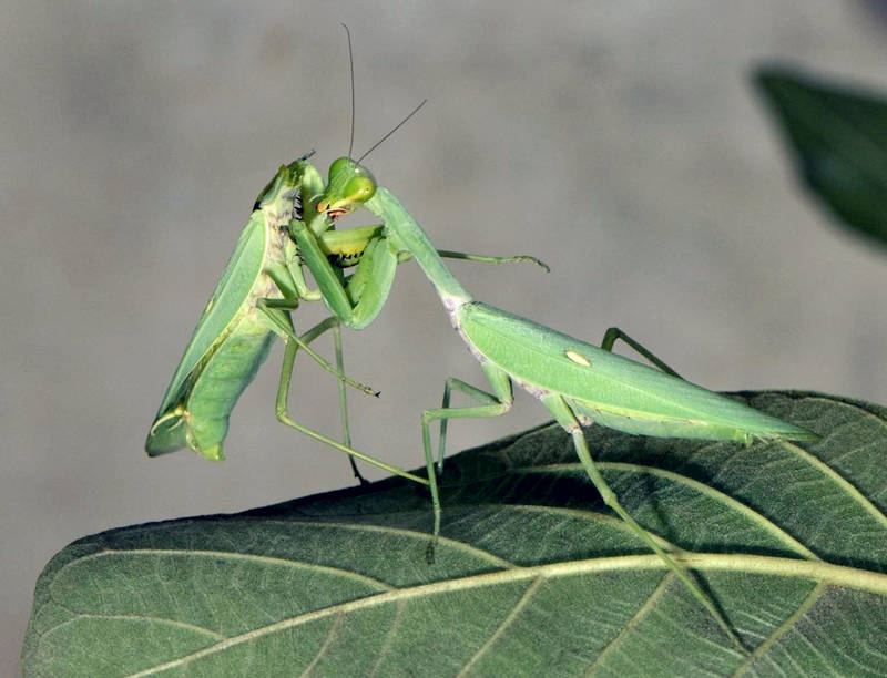 盘点动物界的奇葩恋爱,动物界的奇葩配偶方式