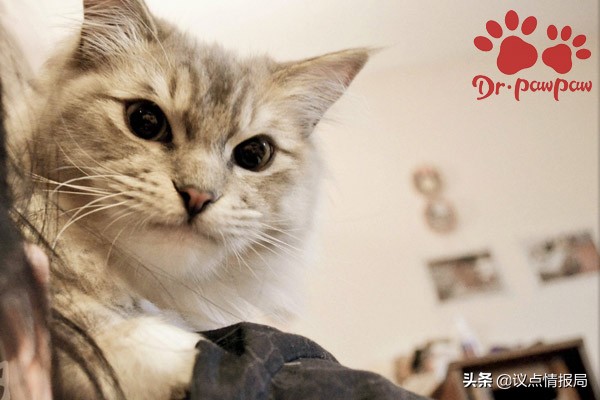 牙结石导致的猫咪发炎怎么办,普安特猫咪洁齿水怎么用