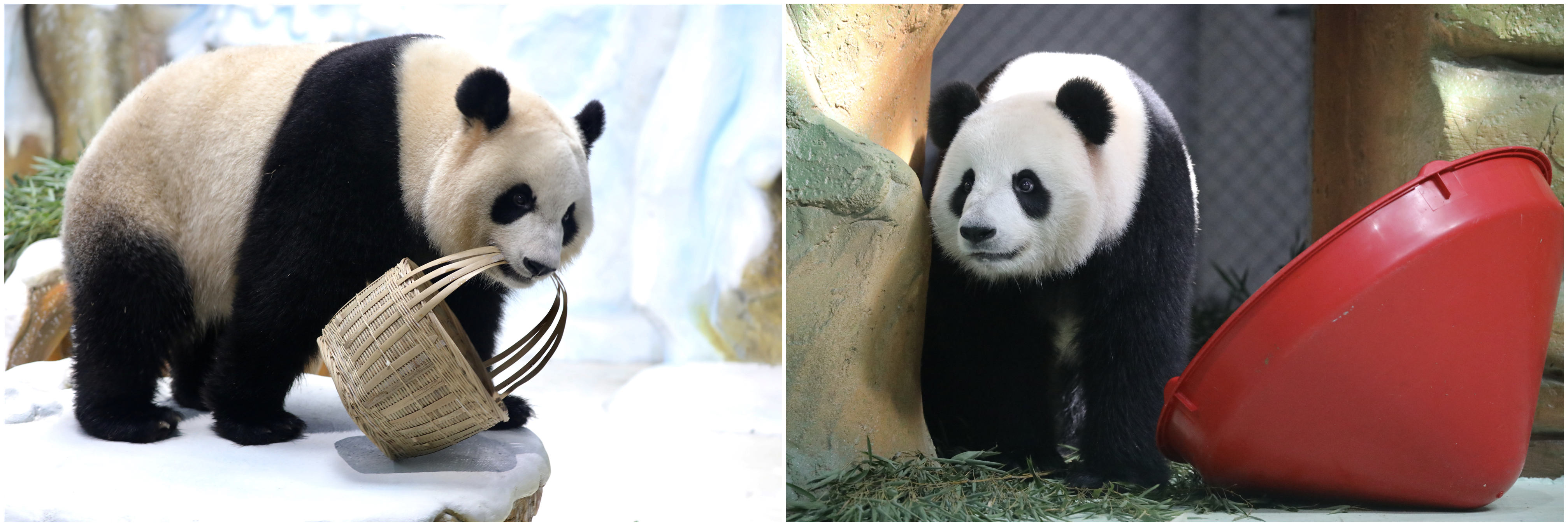 紫清湖森林温泉,紫清湖温泉免费