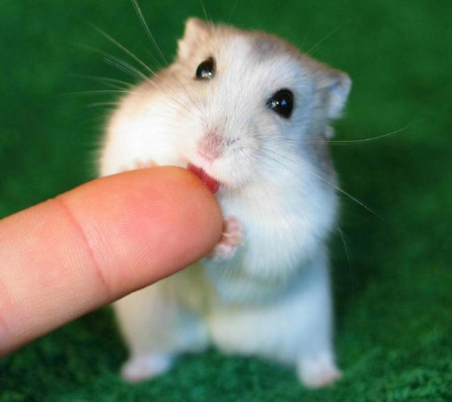 动物咬伤要及时就医,有关动物咬伤的急救知识