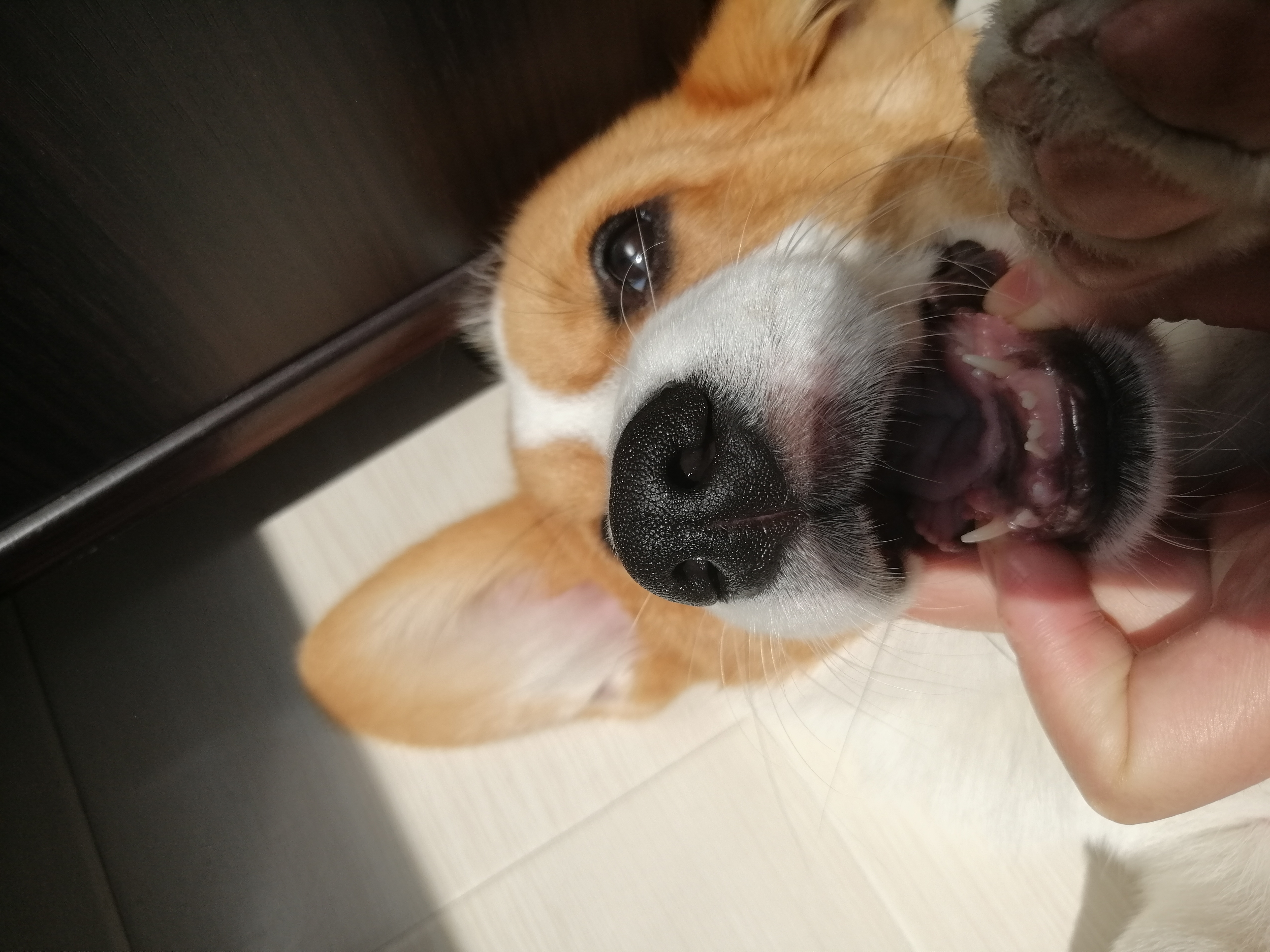 狗狗长双排牙去拔需要多少钱,狗狗双排牙都拔掉了怎么办