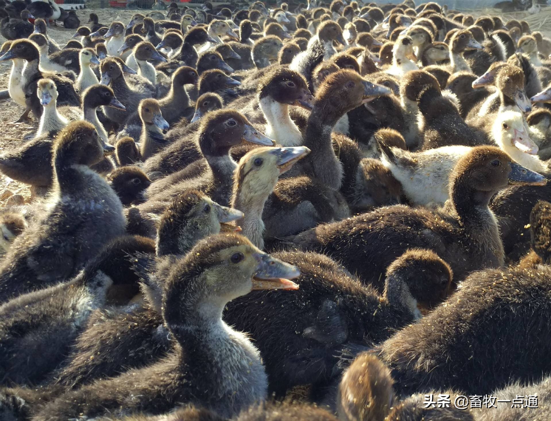 鸭缺维生素的症状,怎么补充鸭子维生素a