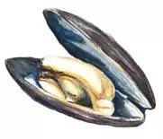 虎门新湾鸡煲,虎门新湾十大老字号美食