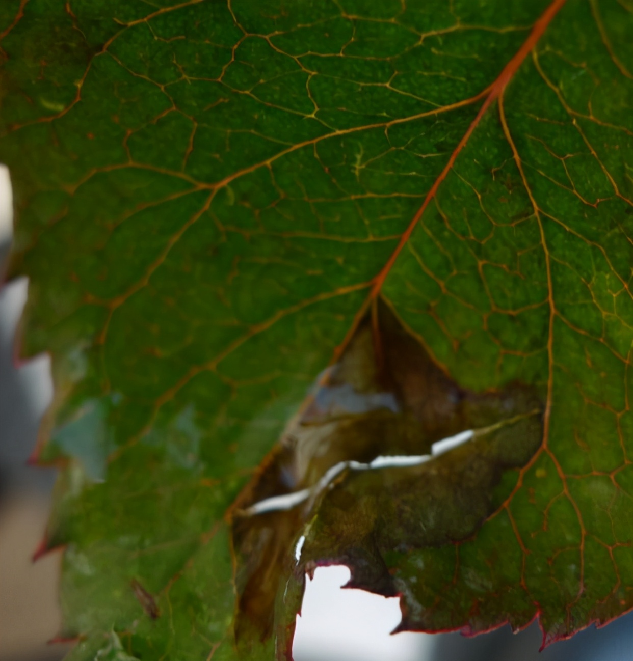 植物黑斑病形成和治理,植物黑斑病怎么治疗