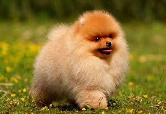 纯种博美犬和精品博美犬如何分辨,纯种博美犬的特征是什么