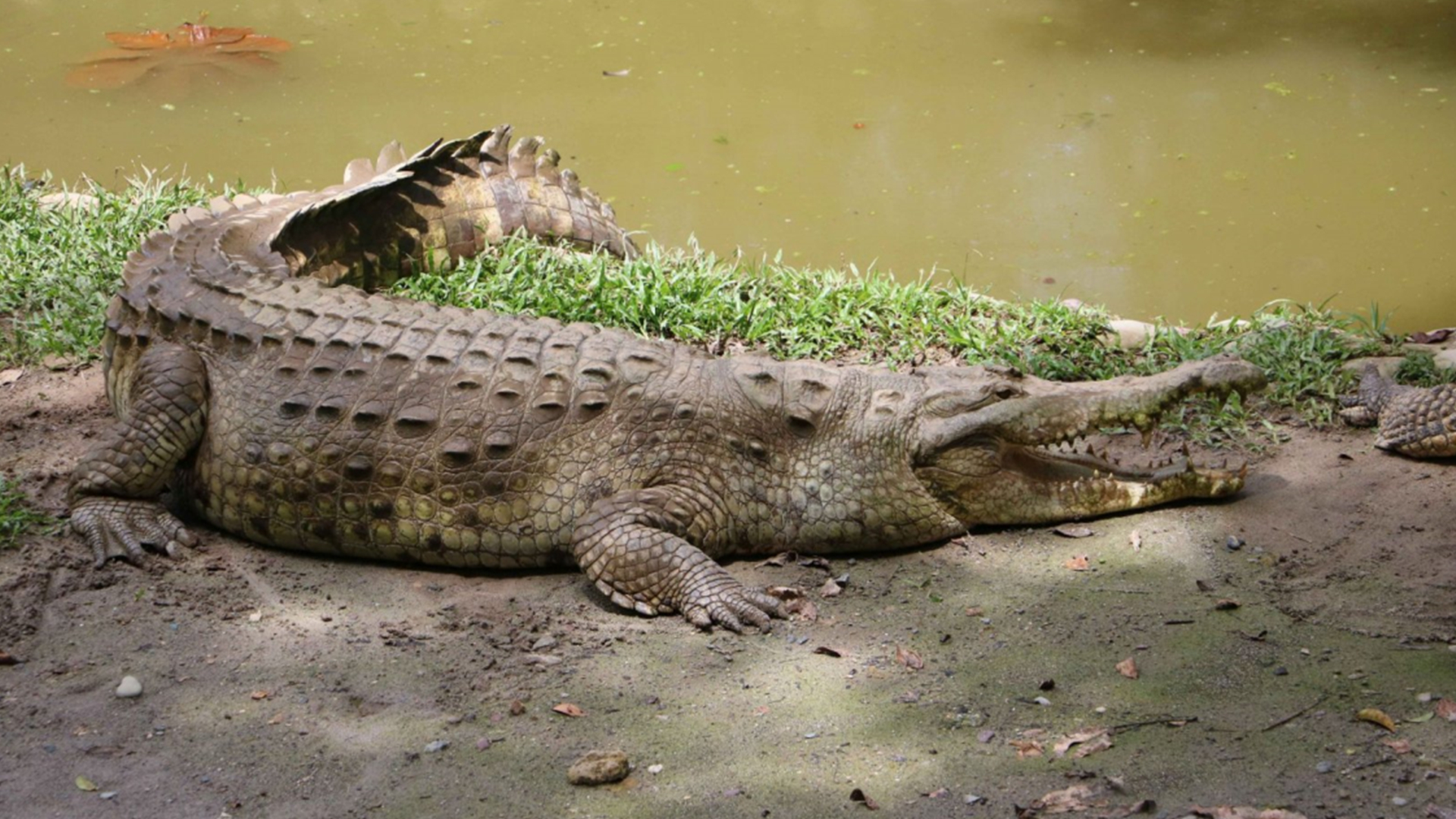 世界上十名最厉害的鳄鱼,科普全世界最大的鳄鱼排名