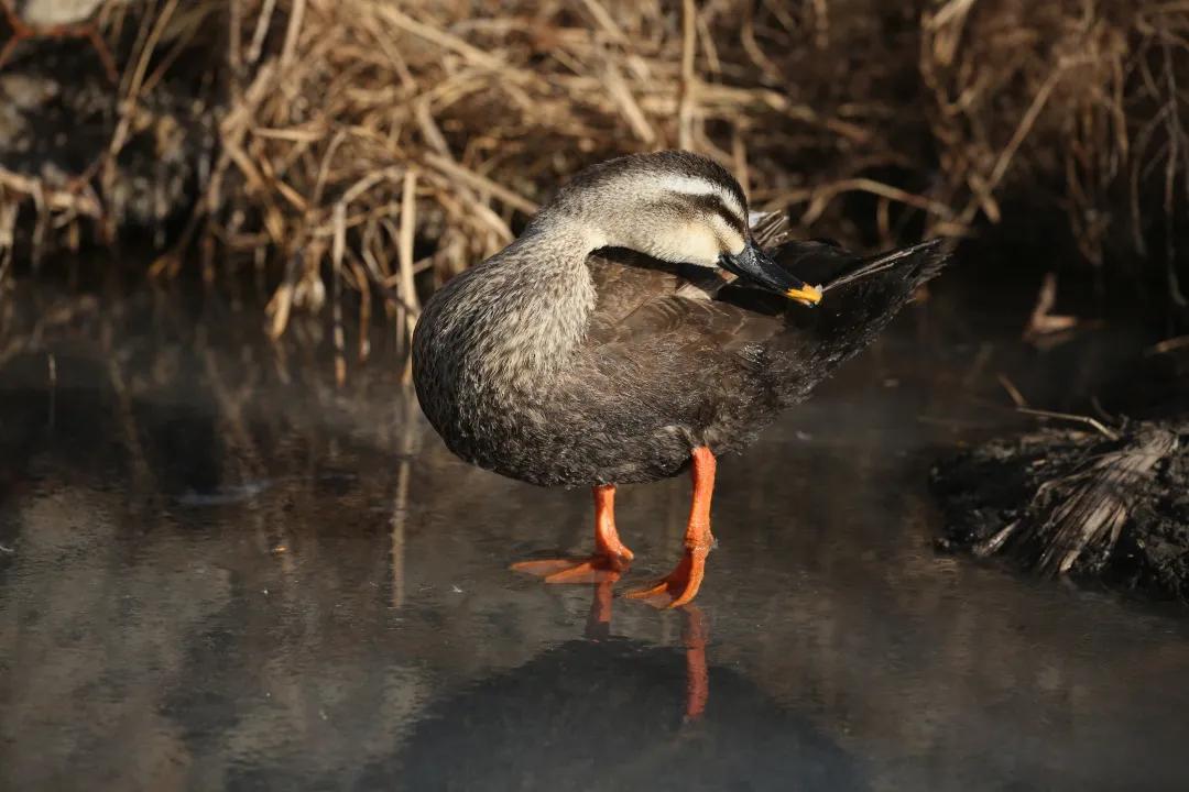 涂上黄色的“润唇膏”，TA就是野鸭中最靓的仔