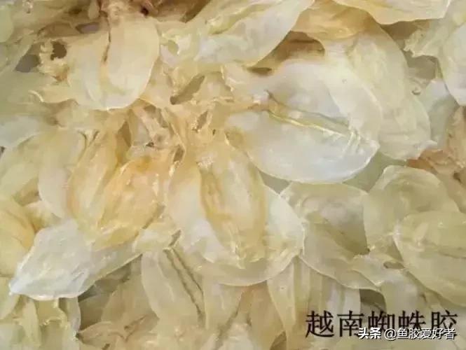 鱼胶网红推荐,鱼胶蜘蛛胶回收多少钱