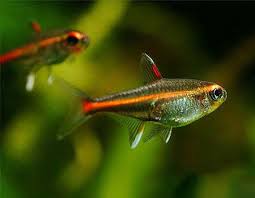 草缸灯鱼专用灯,草缸专用灯防太阳