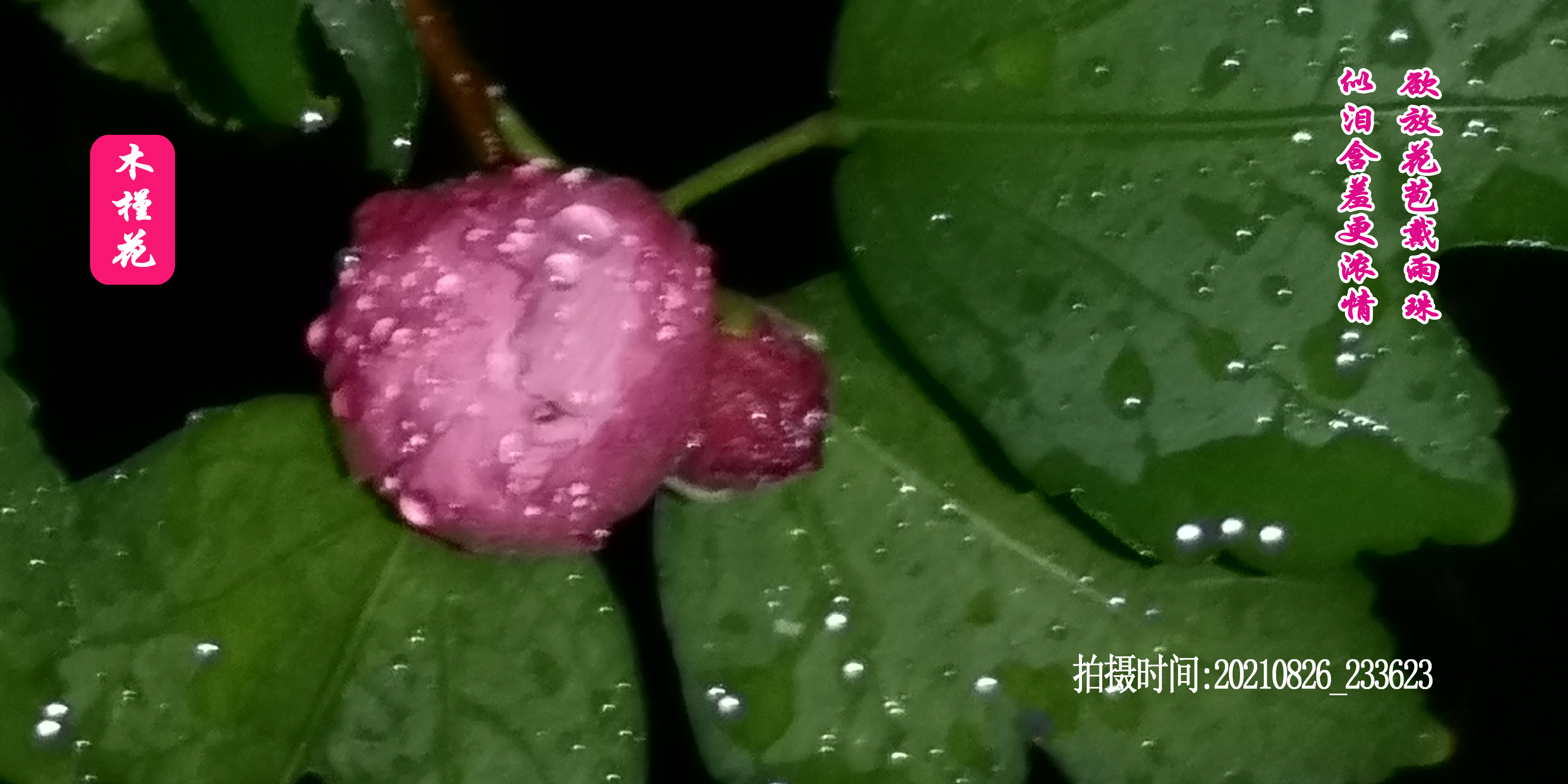 木槿花的原创,木槿花原创