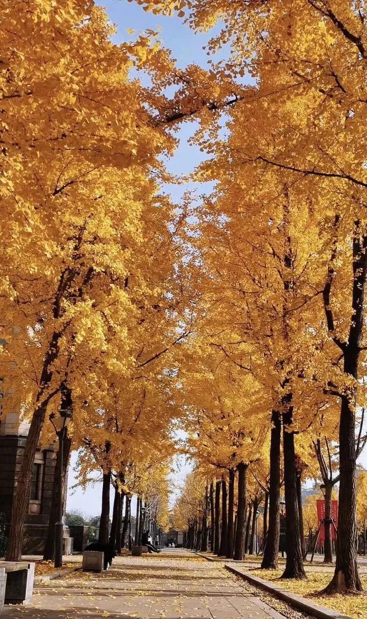 复旦大学研究生报考要求,复旦大学研究生招生人数