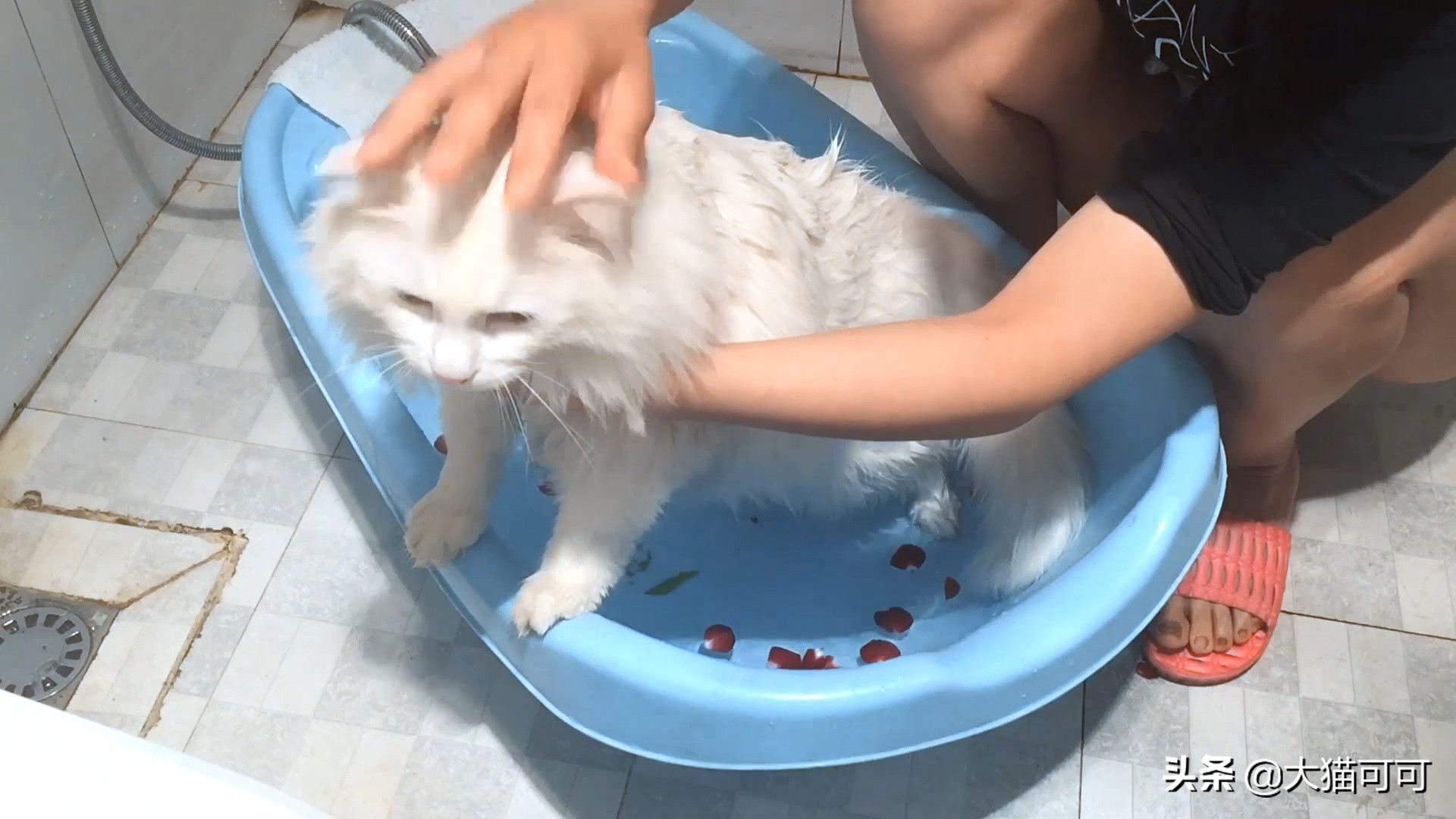 多久给猫洗一次澡最合适,猫能洗澡吗多久洗一次