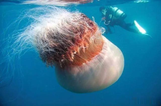 *翻推**10亿重渔船,公然攻击核电站,水母正朝着人类天敌演变