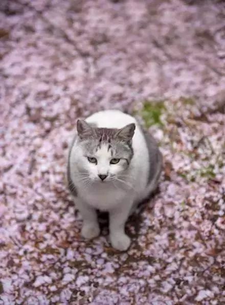 沐之出自什么诗句,沐之诗词