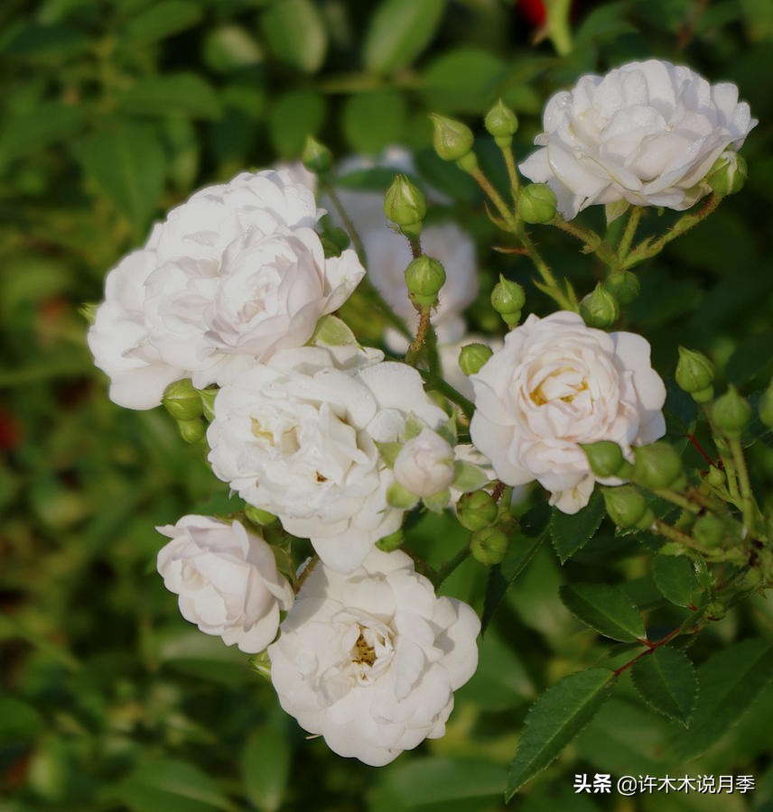 阳台最好养的月季品种推荐,四季开花最好养最好看的月季