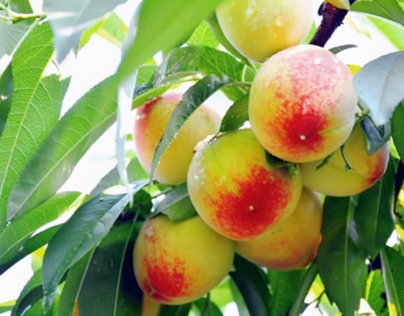 桃子催熟的办法,桃子熟了如何快速销售