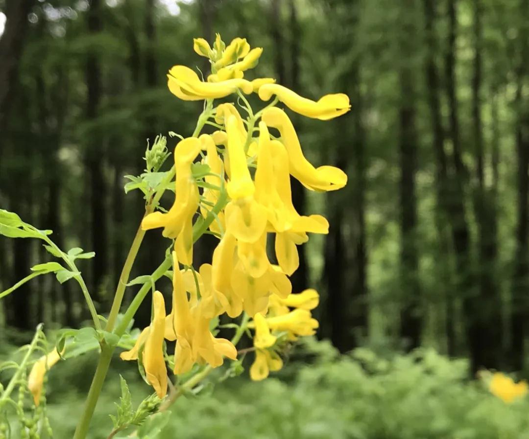 林业生态旅游科普,林草科普
