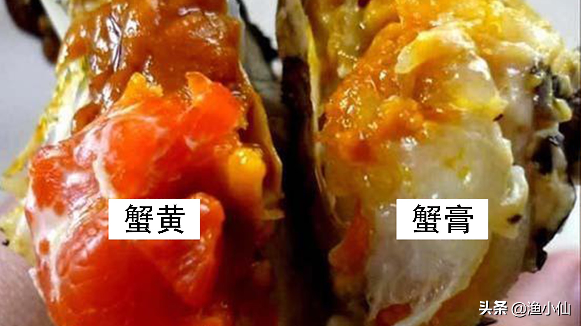 螃蟹的蟹黄和蟹膏是什么,为什么螃蟹又有蟹黄又有蟹膏