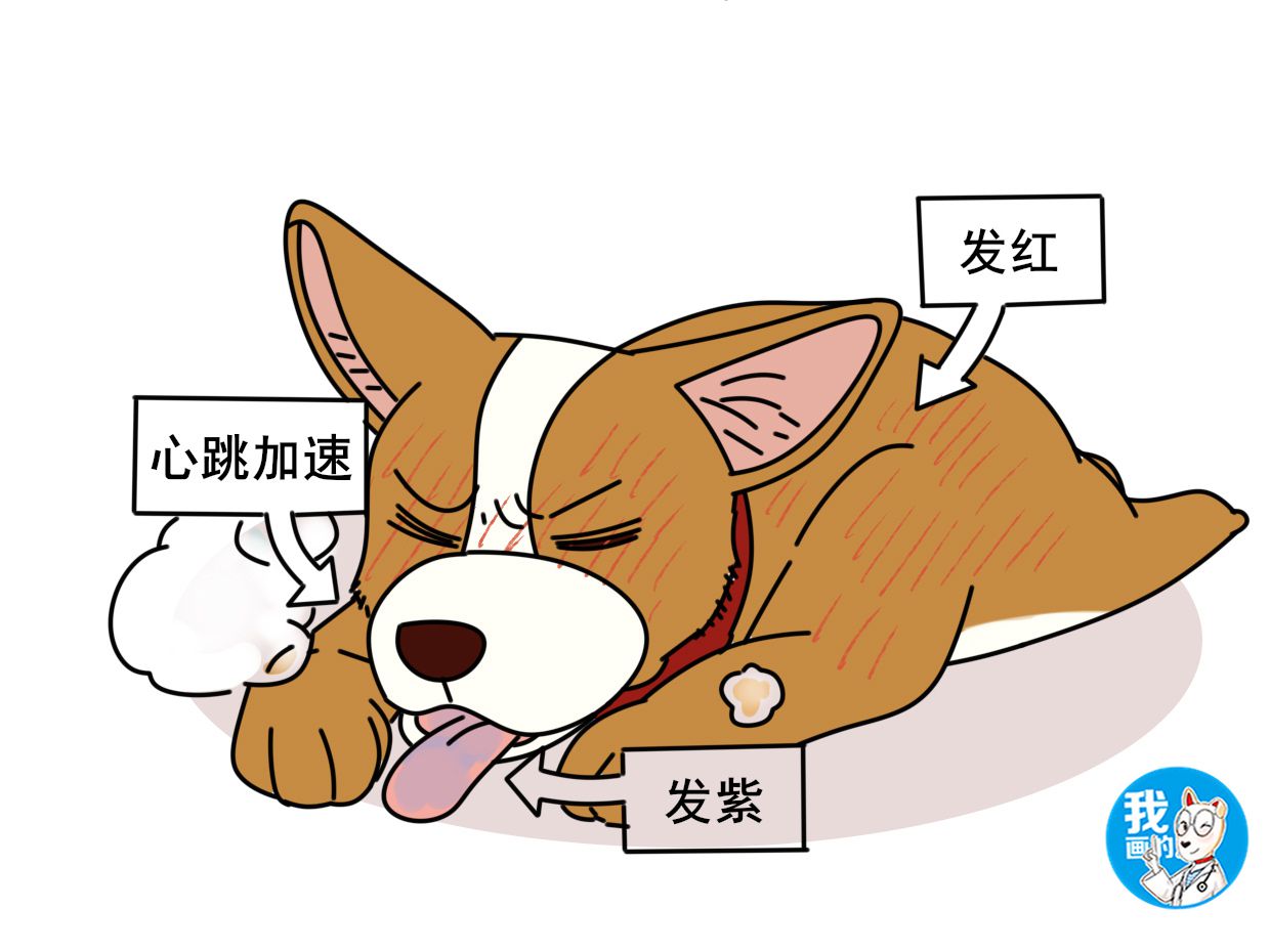 狗狗呼吸急喘是什么原因,狗狗哮喘病发作视频