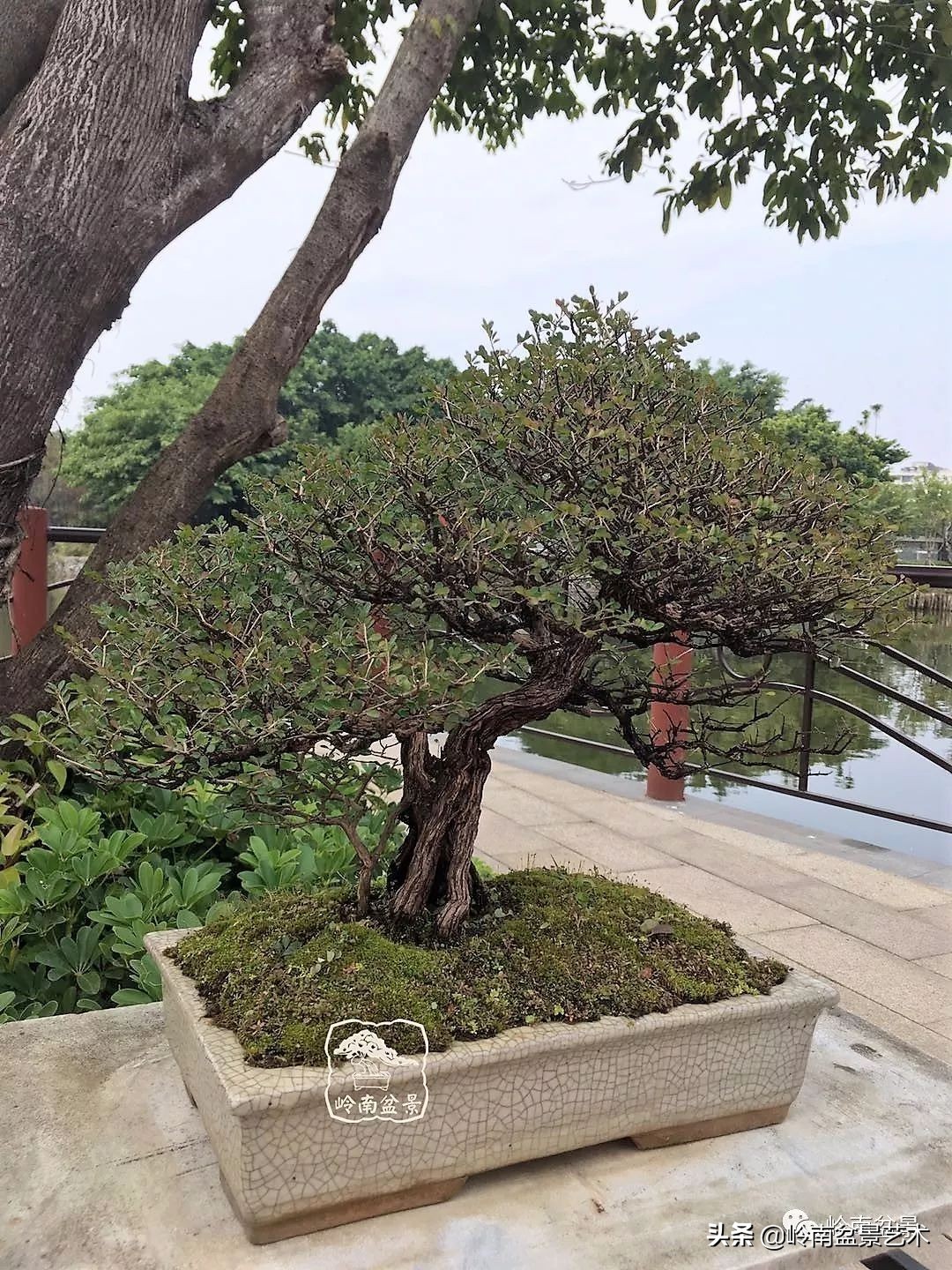 文人杂木盆景精品欣赏,可以做盆景的杂木图片大全