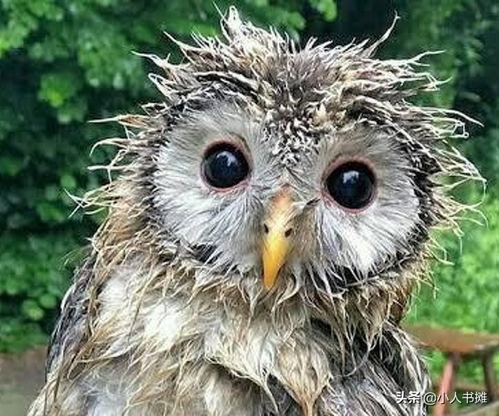 17张能让你发笑的动物照片,拒绝摆拍2019年最搞笑的动物照片