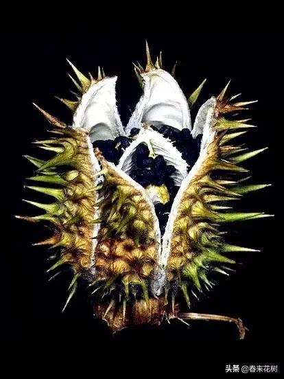 神奇的植物图片及介绍大全,十大最好的神奇植物