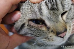 猫眼睑内翻是先天性的吗,猫眼睑内翻保守治疗