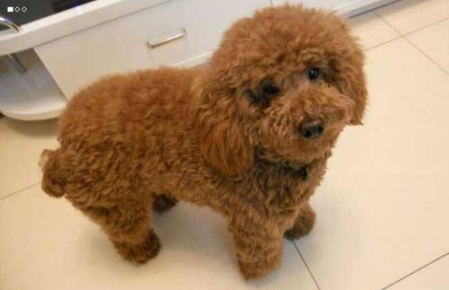 喜欢泰迪的你,在为爱犬挑选狗粮时,要掌握这些要点