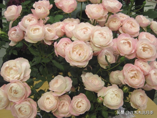 推荐一下多头月季花,100种月季品种大全