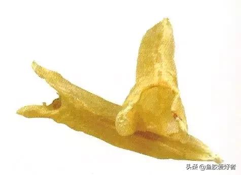 鱼胶养生知识讲解视频,气血不足鱼胶怎么吃