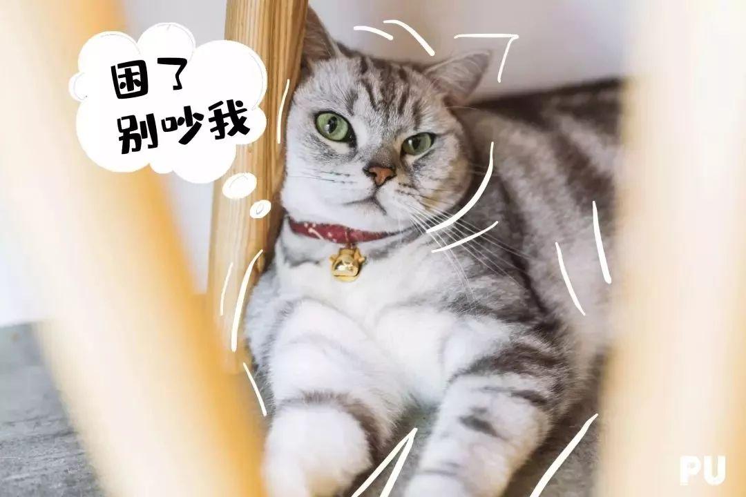 适合带猫咪下午茶好去处,佛山南海区猫咪推荐