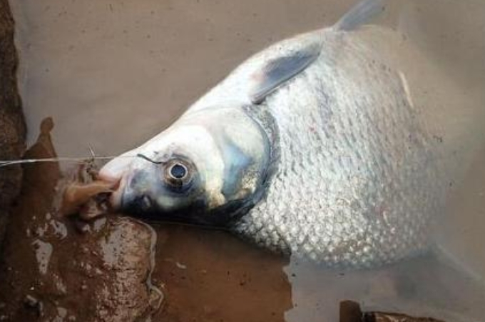 钓鳊鱼要注意这个细节,一本正经的告诉你一个道理