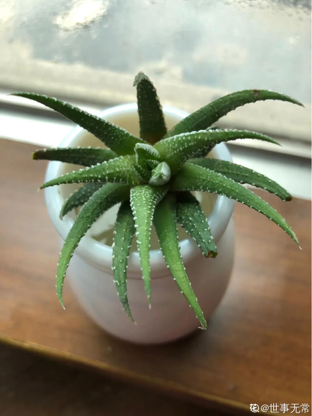 养花土的管理,土培养花怎么养才不会爆盆