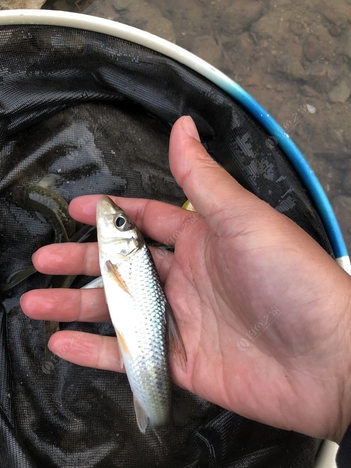 水底小鱼多就会没大鱼,自然水域没鱼情